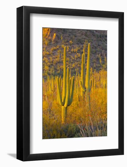 USA, Arizona, Tucson. Desert sunset in Saguaro National Park.-Fred Lord-Framed Photographic Print