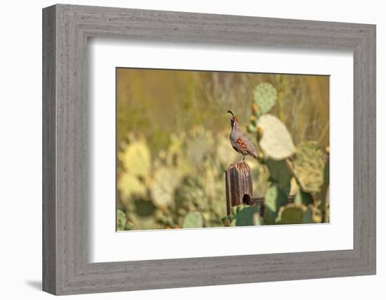 USA, Arizona, Tucson, Gambel's Quail-Peter Hawkins-Framed Photographic Print