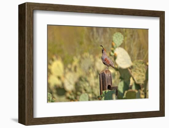 USA, Arizona, Tucson, Gambel's Quail-Peter Hawkins-Framed Photographic Print