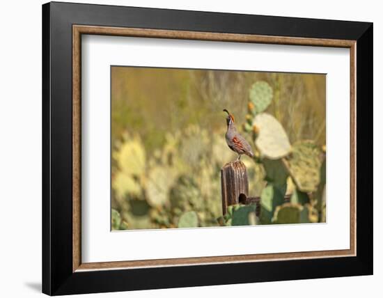 USA, Arizona, Tucson, Gambel's Quail-Peter Hawkins-Framed Photographic Print