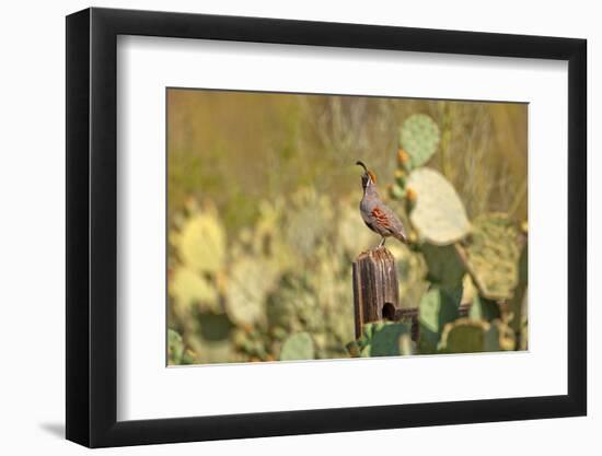 USA, Arizona, Tucson, Gambel's Quail-Peter Hawkins-Framed Photographic Print