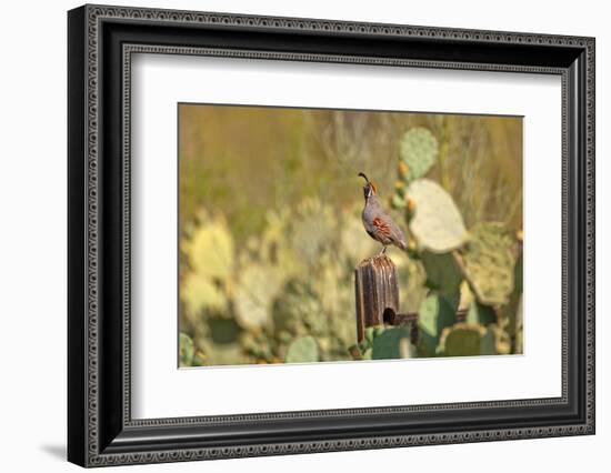 USA, Arizona, Tucson, Gambel's Quail-Peter Hawkins-Framed Photographic Print