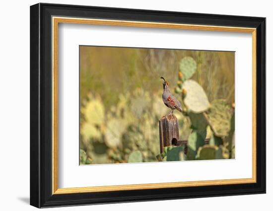 USA, Arizona, Tucson, Gambel's Quail-Peter Hawkins-Framed Photographic Print