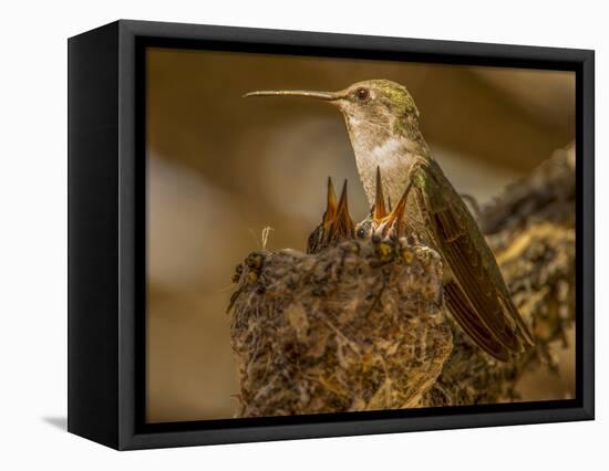 USA, Arizona, Tucson, Humming bird nest-Peter Hawkins-Framed Premier Image Canvas