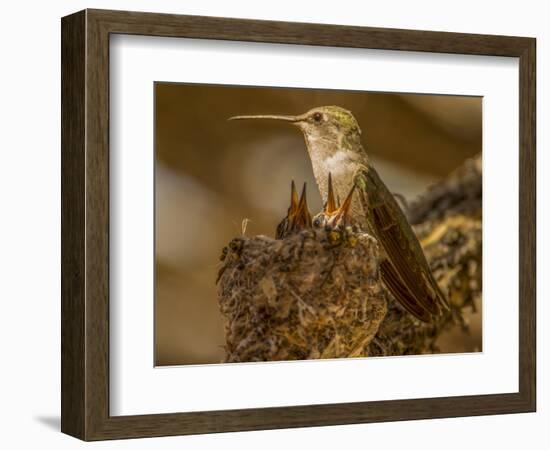 USA, Arizona, Tucson, Humming bird nest-Peter Hawkins-Framed Photographic Print