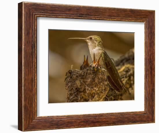 USA, Arizona, Tucson, Humming bird nest-Peter Hawkins-Framed Photographic Print