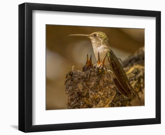 USA, Arizona, Tucson, Humming bird nest-Peter Hawkins-Framed Photographic Print