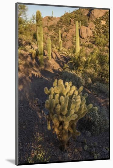 Usa, Arizona, Tucson Mountain Park, Little Cat Mountain-Peter Hawkins-Mounted Photographic Print