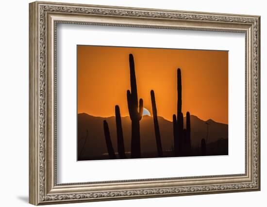 USA, Arizona, Tucson Mountain Park. Sonoran Desert at sunset.-Jaynes Gallery-Framed Photographic Print