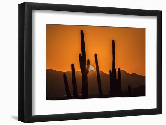 USA, Arizona, Tucson Mountain Park. Sonoran Desert at sunset.-Jaynes Gallery-Framed Photographic Print
