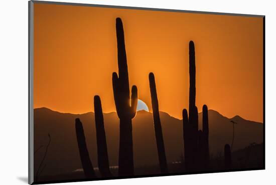 USA, Arizona, Tucson Mountain Park. Sonoran Desert at sunset.-Jaynes Gallery-Mounted Photographic Print