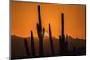 USA, Arizona, Tucson Mountain Park. Sonoran Desert at sunset.-Jaynes Gallery-Mounted Photographic Print