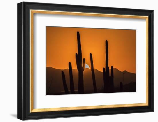 USA, Arizona, Tucson Mountain Park. Sonoran Desert at sunset.-Jaynes Gallery-Framed Photographic Print