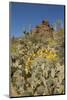 Usa, Arizona, Tucson Mountain Park-Peter Hawkins-Mounted Photographic Print