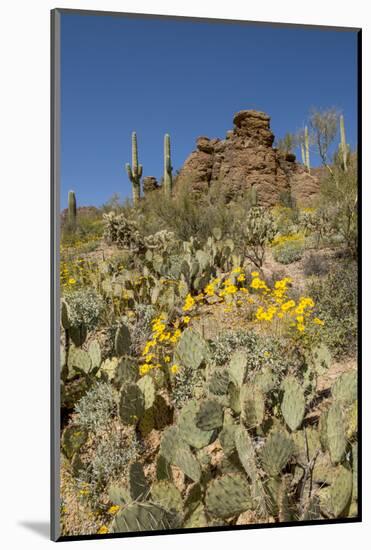 Usa, Arizona, Tucson Mountain Park-Peter Hawkins-Mounted Photographic Print