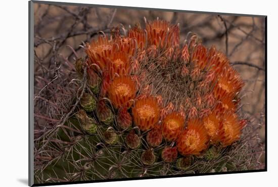USA, Arizona, Tucson, Saguaro National Park, Rincon Mountain District-Peter Hawkins-Mounted Photographic Print