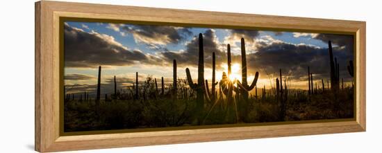 USA, Arizona, Tucson, Saguaro National Park, Tucson Mountain District-Peter Hawkins-Framed Premier Image Canvas