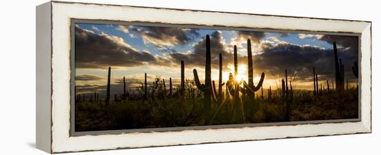 USA, Arizona, Tucson, Saguaro National Park, Tucson Mountain District-Peter Hawkins-Framed Premier Image Canvas
