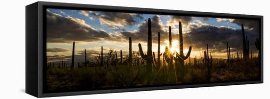 USA, Arizona, Tucson, Saguaro National Park, Tucson Mountain District-Peter Hawkins-Framed Premier Image Canvas