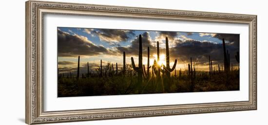 USA, Arizona, Tucson, Saguaro National Park, Tucson Mountain District-Peter Hawkins-Framed Photographic Print