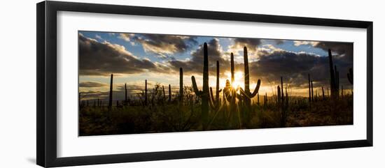 USA, Arizona, Tucson, Saguaro National Park, Tucson Mountain District-Peter Hawkins-Framed Photographic Print