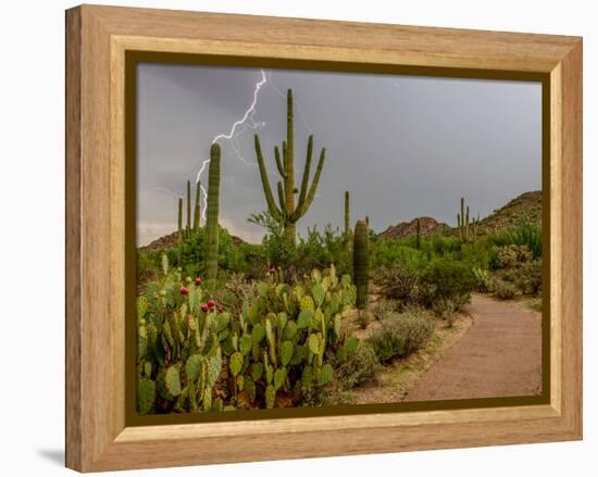 USA, Arizona, Tucson, Saguaro National Park West, Lightning-Peter Hawkins-Framed Premier Image Canvas