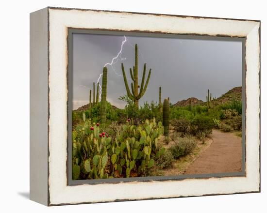 USA, Arizona, Tucson, Saguaro National Park West, Lightning-Peter Hawkins-Framed Premier Image Canvas