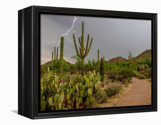 USA, Arizona, Tucson, Saguaro National Park West, Lightning-Peter Hawkins-Framed Premier Image Canvas