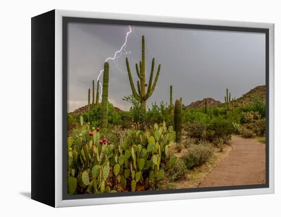 USA, Arizona, Tucson, Saguaro National Park West, Lightning-Peter Hawkins-Framed Premier Image Canvas