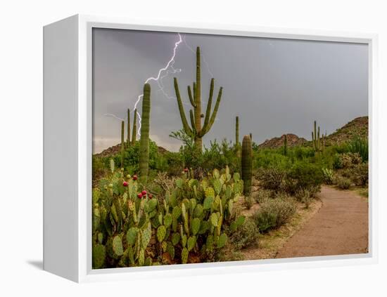 USA, Arizona, Tucson, Saguaro National Park West, Lightning-Peter Hawkins-Framed Premier Image Canvas