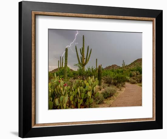 USA, Arizona, Tucson, Saguaro National Park West, Lightning-Peter Hawkins-Framed Photographic Print