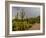 USA, Arizona, Tucson, Saguaro National Park West, Lightning-Peter Hawkins-Framed Photographic Print