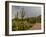 USA, Arizona, Tucson, Saguaro National Park West, Lightning-Peter Hawkins-Framed Photographic Print