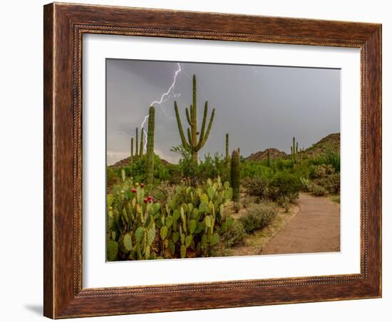 USA, Arizona, Tucson, Saguaro National Park West, Lightning-Peter Hawkins-Framed Photographic Print