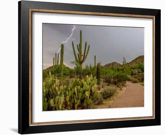 USA, Arizona, Tucson, Saguaro National Park West, Lightning-Peter Hawkins-Framed Photographic Print