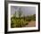 USA, Arizona, Tucson, Saguaro National Park West, Lightning-Peter Hawkins-Framed Photographic Print