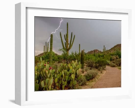 USA, Arizona, Tucson, Saguaro National Park West, Lightning-Peter Hawkins-Framed Photographic Print