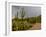 USA, Arizona, Tucson, Saguaro National Park West, Lightning-Peter Hawkins-Framed Photographic Print