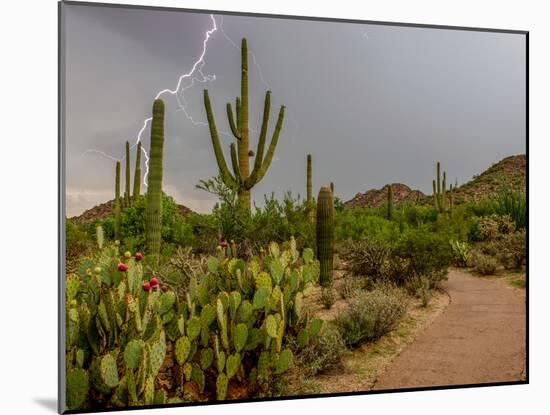 USA, Arizona, Tucson, Saguaro National Park West, Lightning-Peter Hawkins-Mounted Photographic Print