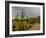 USA, Arizona, Tucson, Saguaro National Park West, Lightning-Peter Hawkins-Framed Photographic Print