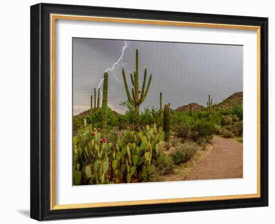 USA, Arizona, Tucson, Saguaro National Park West, Lightning-Peter Hawkins-Framed Photographic Print