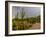 USA, Arizona, Tucson, Saguaro National Park West, Lightning-Peter Hawkins-Framed Photographic Print