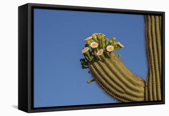 Usa, Arizona, Tucson, Saguaro National Park, west section.-Peter Hawkins-Framed Premier Image Canvas