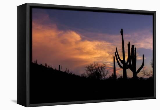 USA, Arizona, Tucson, Saguaro National Park West-Peter Hawkins-Framed Premier Image Canvas