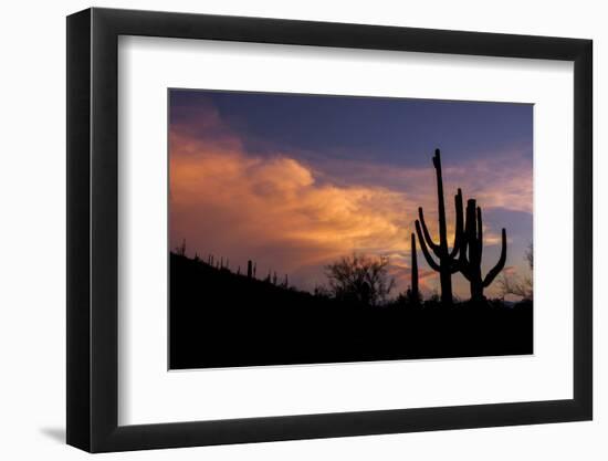 USA, Arizona, Tucson, Saguaro National Park West-Peter Hawkins-Framed Photographic Print