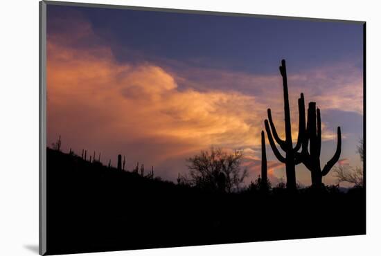 USA, Arizona, Tucson, Saguaro National Park West-Peter Hawkins-Mounted Photographic Print