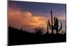 USA, Arizona, Tucson, Saguaro National Park West-Peter Hawkins-Mounted Photographic Print