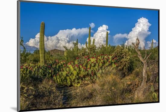 USA, Arizona, Tucson, Saguaro National Park (west)-Peter Hawkins-Mounted Photographic Print