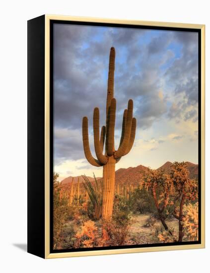 USA, Arizona, Tucson, Saguaro National Park-Michele Falzone-Framed Premier Image Canvas