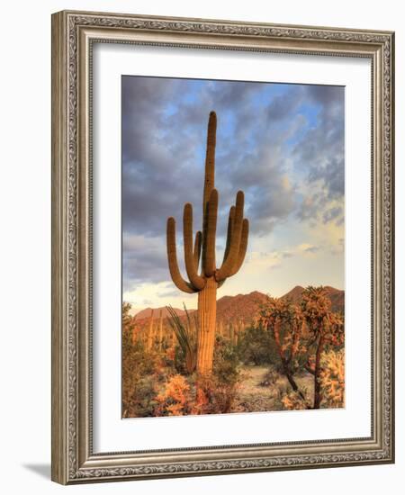 USA, Arizona, Tucson, Saguaro National Park-Michele Falzone-Framed Photographic Print